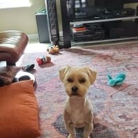Coastal Animal Hospital ico