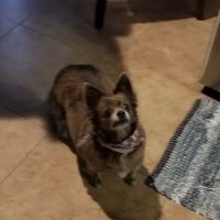 Florida Animal Dentistry ico