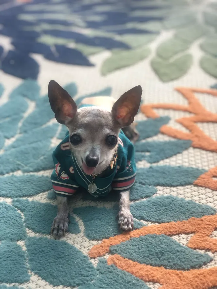 Florida Animal Dentistry 12