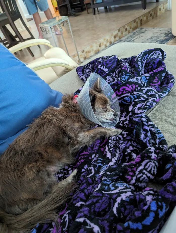 Florida Animal Dentistry 12