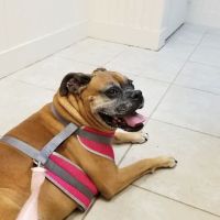 Kindness Animal Hospital ico