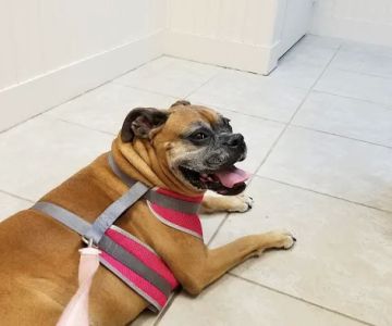 Kindness Animal Hospital