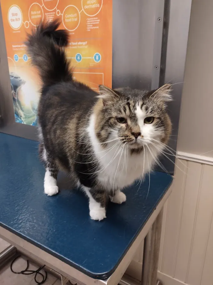 Kindness Animal Hospital 12