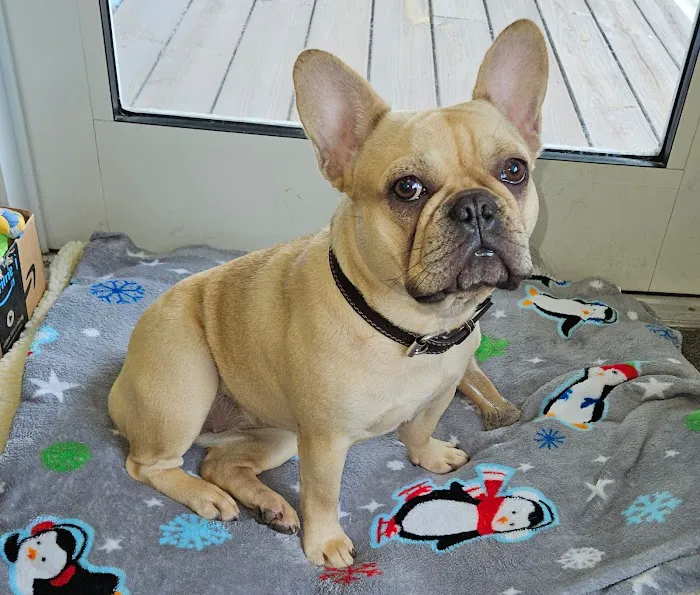 Morningside Animal Hospital 12