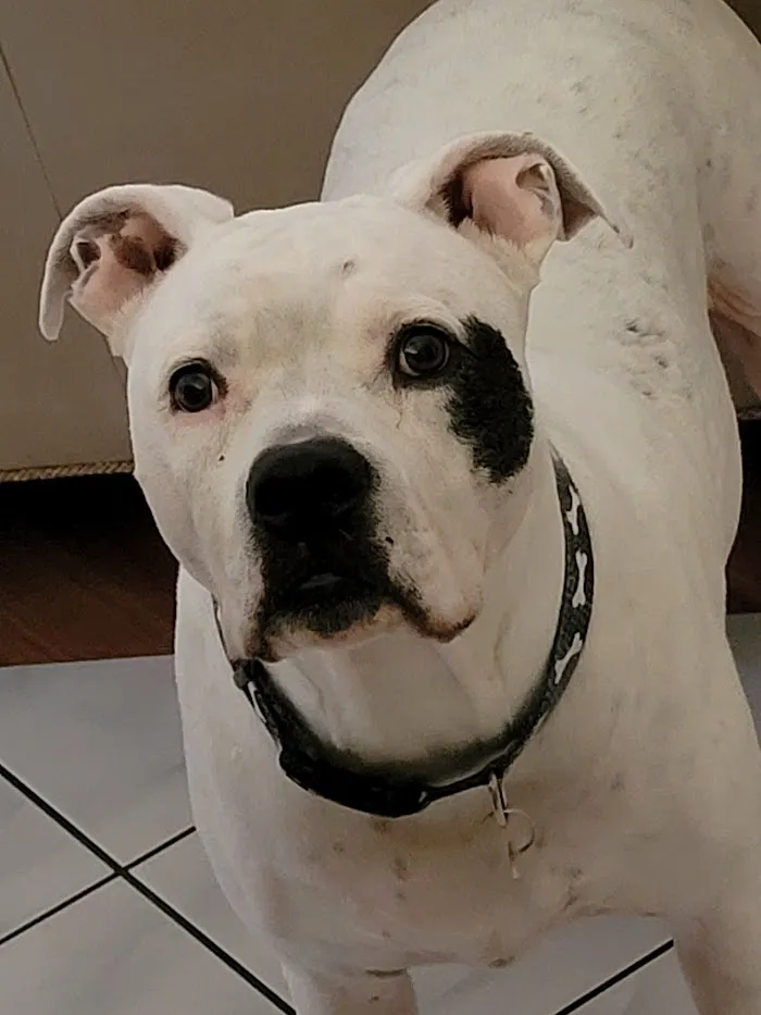 Atlantic Animal Clinic 12