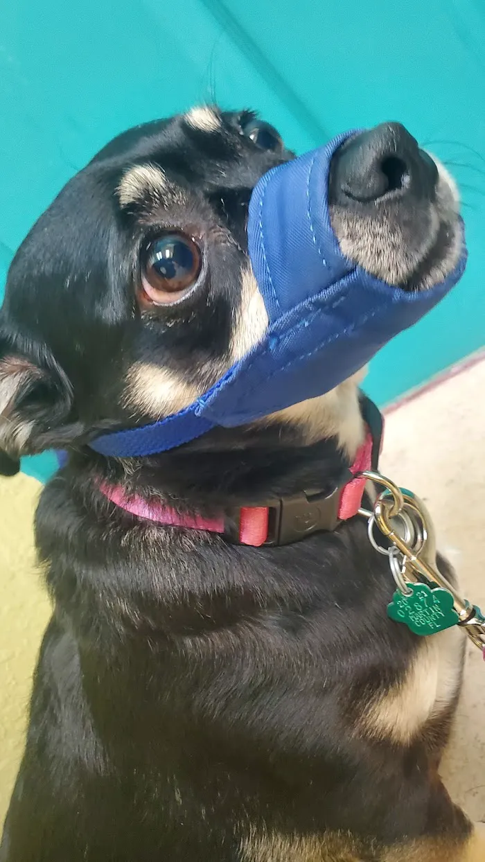 Atlantic Animal Clinic 12