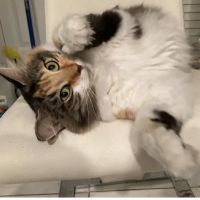 Ocean Breeze Animal Hospital ico