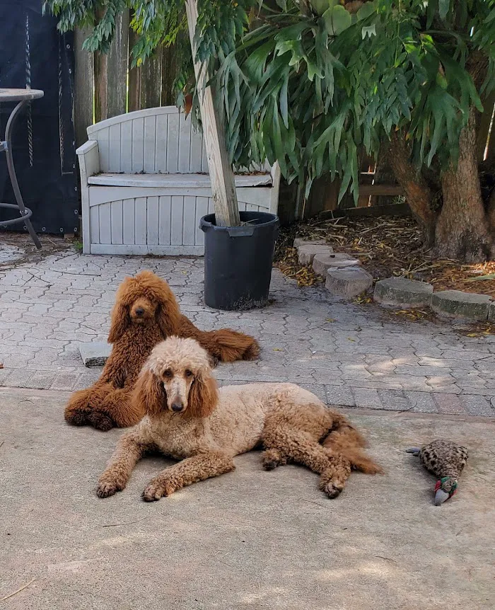 Ocean Breeze Animal Hospital 12