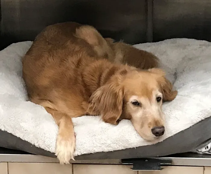 Ocean Breeze Animal Hospital 12