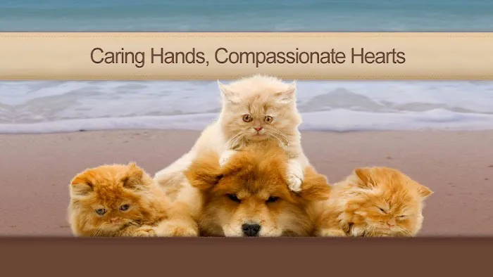 Ocean Breeze Animal Hospital 12