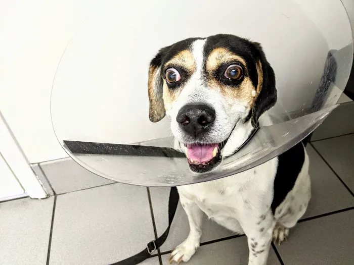 North Port St Lucie Animal Hospital 8