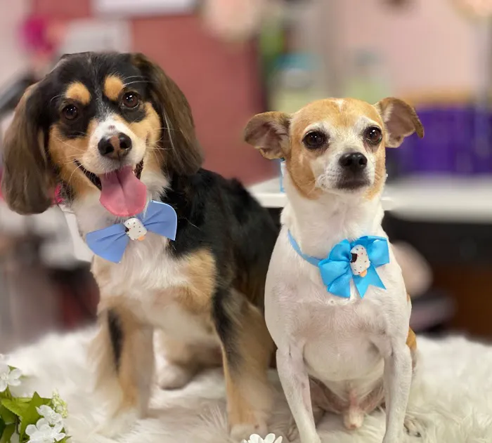 North Port St Lucie Animal Hospital 9