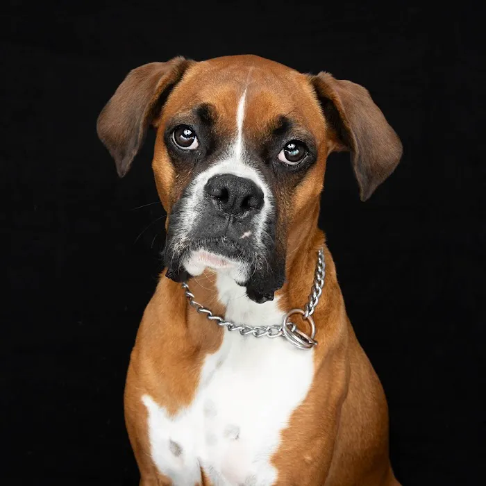 North Port St Lucie Animal Hospital 5