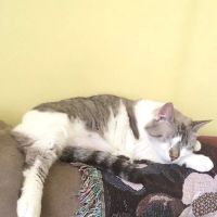 North Port St Lucie Animal Hospital ico