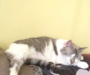 North Port St Lucie Animal Hospital