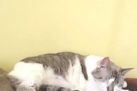 North Port St Lucie Animal Hospital