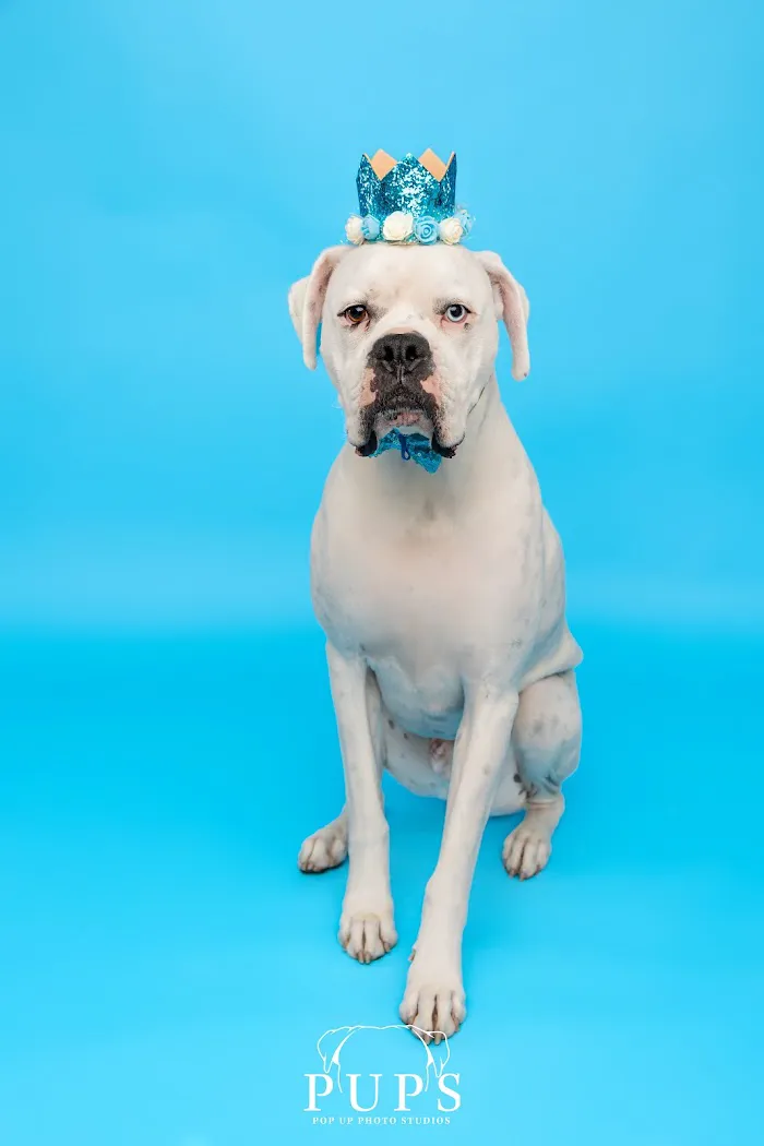 North Port St Lucie Animal Hospital 4
