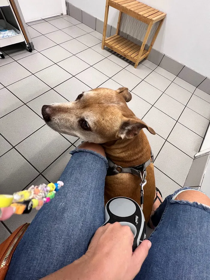 North Port St Lucie Animal Hospital 10