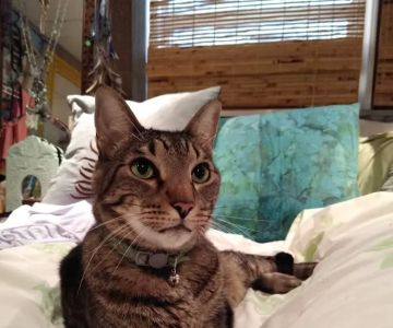 Savanna Animal Hospital, Inc.