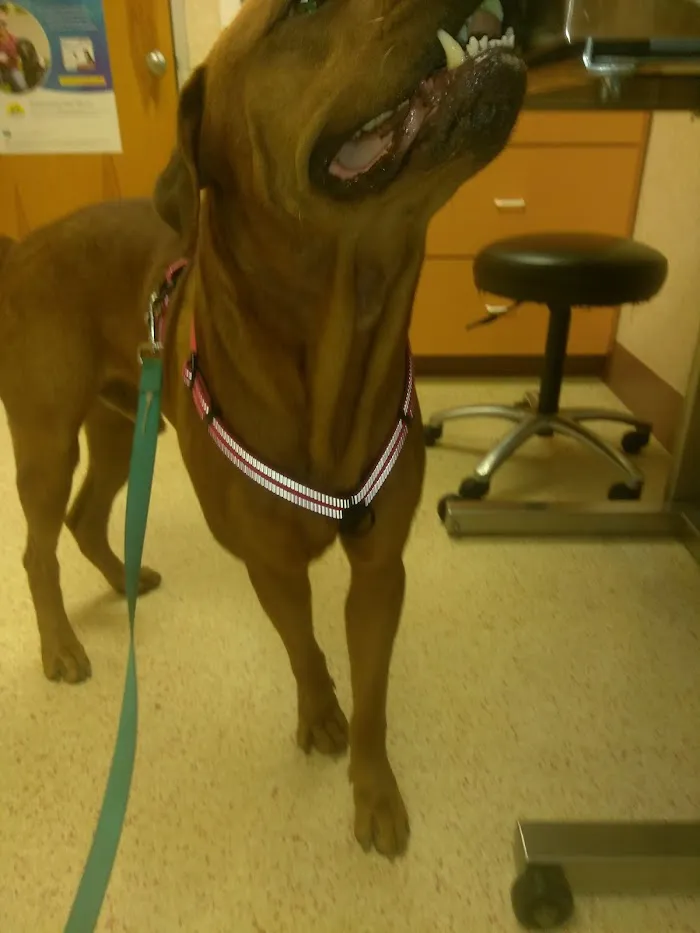 Savanna Animal Hospital, Inc. 12