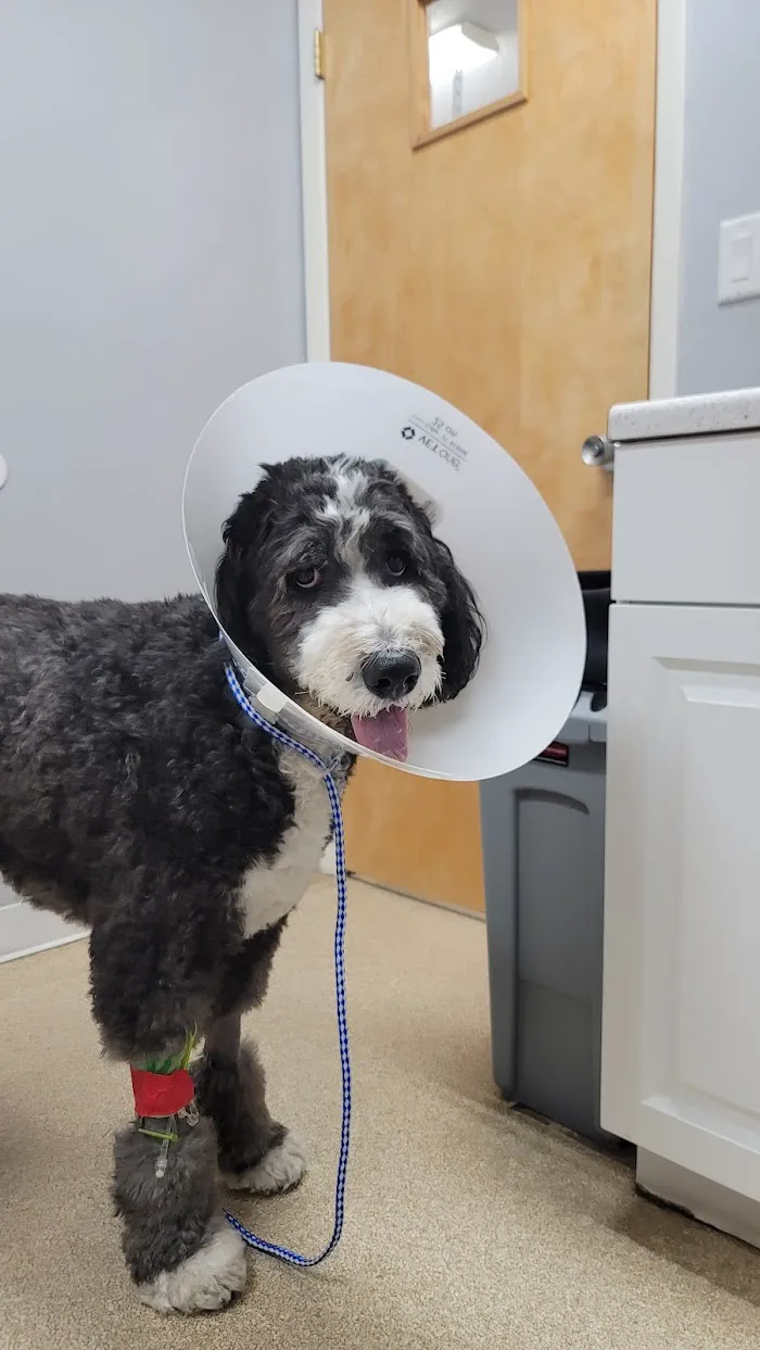 Stuart Animal Hospital 12