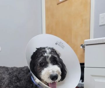 Stuart Animal Hospital