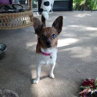 Claunch Animal Hospital ico