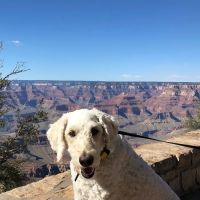 Jensen Beach Animal Hospital ico