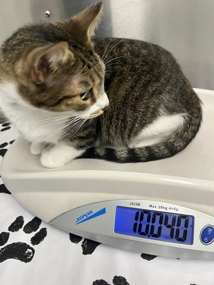 Jensen Beach Animal Hospital 12