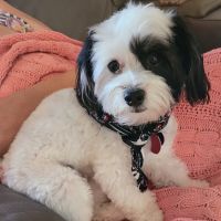 Palm City Animal Medical Center ico