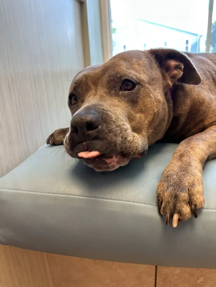 Palm City Animal Medical Center 12