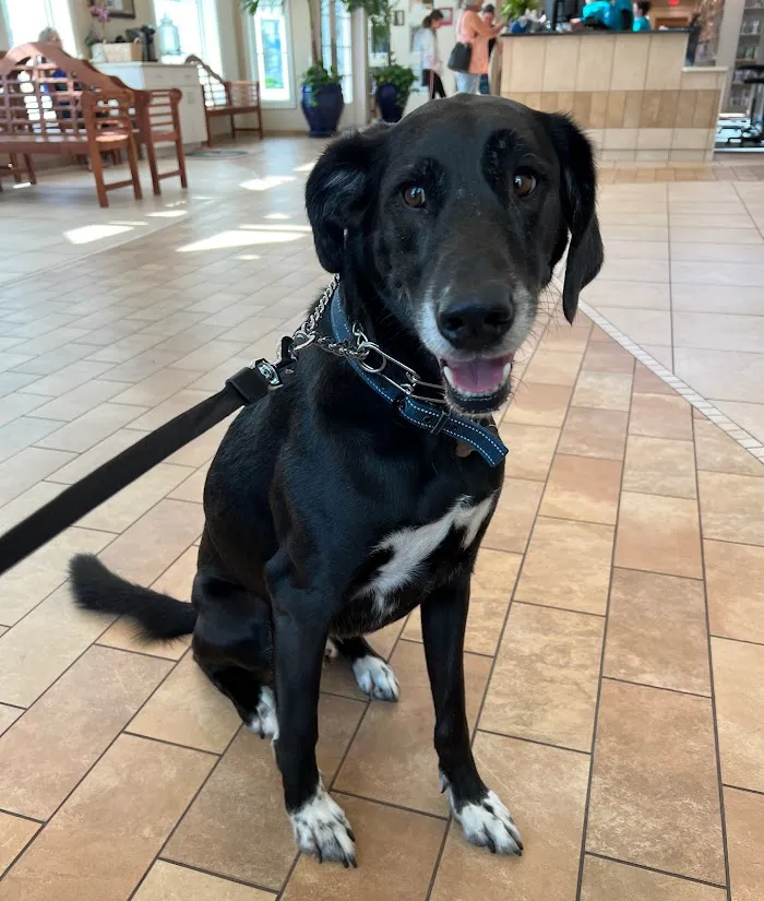 Palm City Animal Medical Center 12