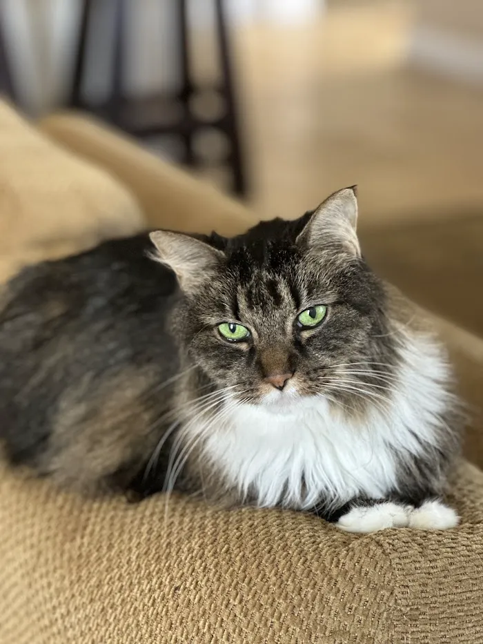 Palm City Animal Medical Center 12