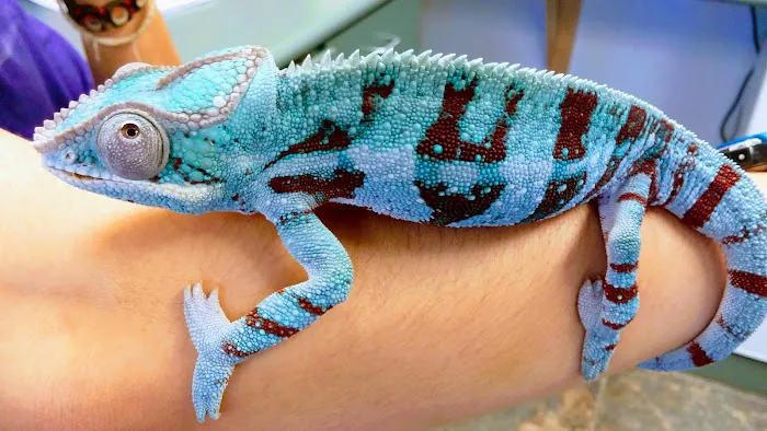 Avian & Exotic Clinic of Palm City 12