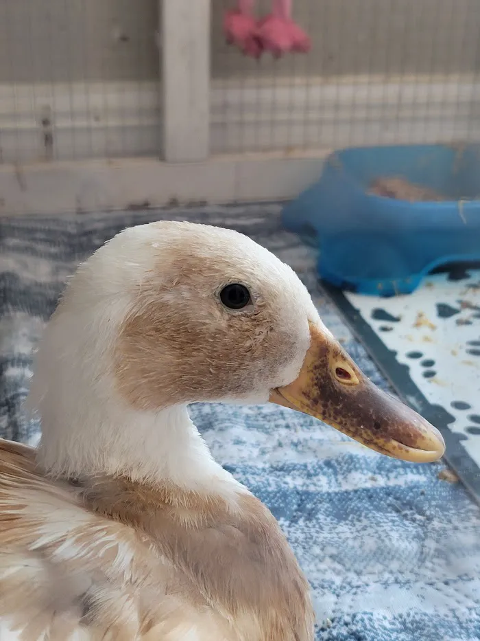 Avian & Exotic Clinic of Palm City 12