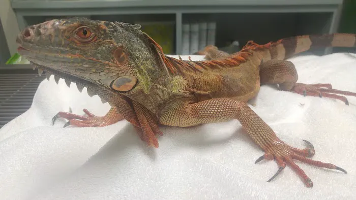 Avian & Exotic Clinic of Palm City 12