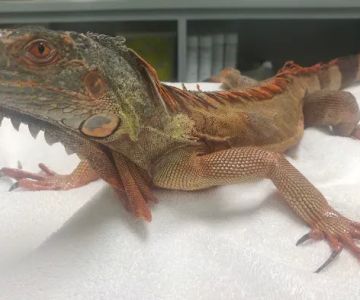 Avian & Exotic Clinic of Palm City