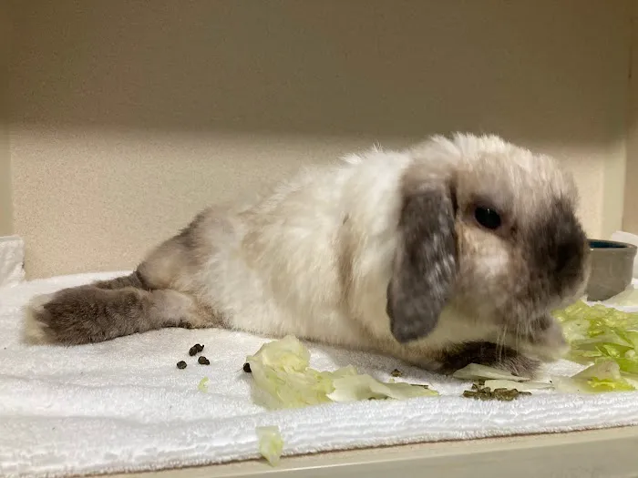 Avian & Exotic Clinic of Palm City 12
