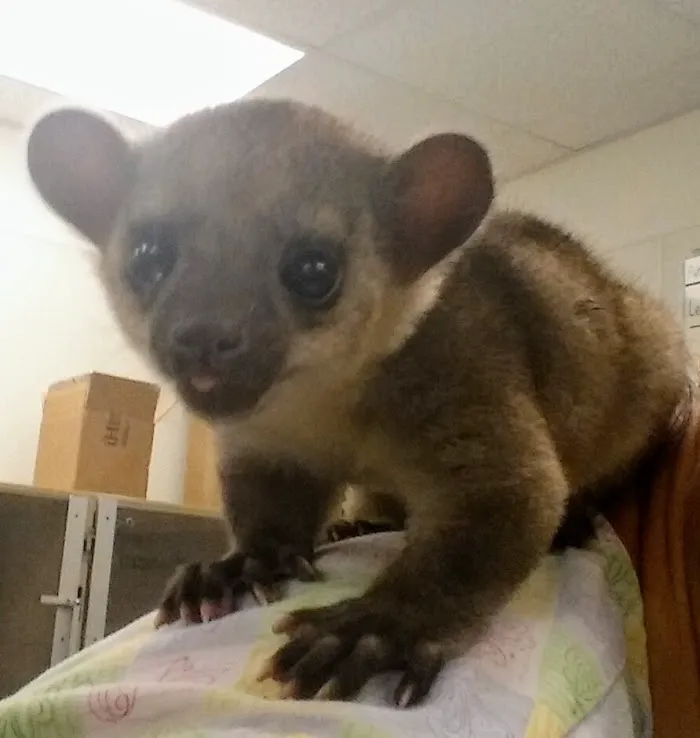 Avian & Exotic Clinic of Palm City 12