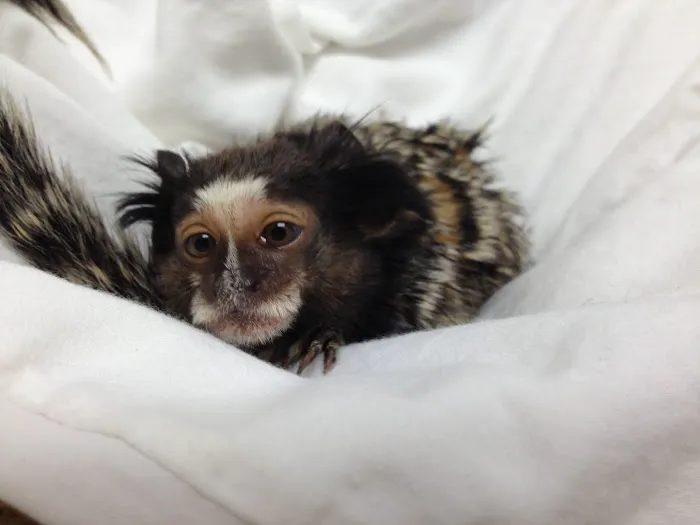 Avian & Exotic Clinic of Palm City 12