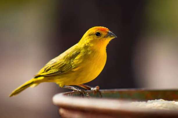 Avian & Exotic Clinic of Palm City 12