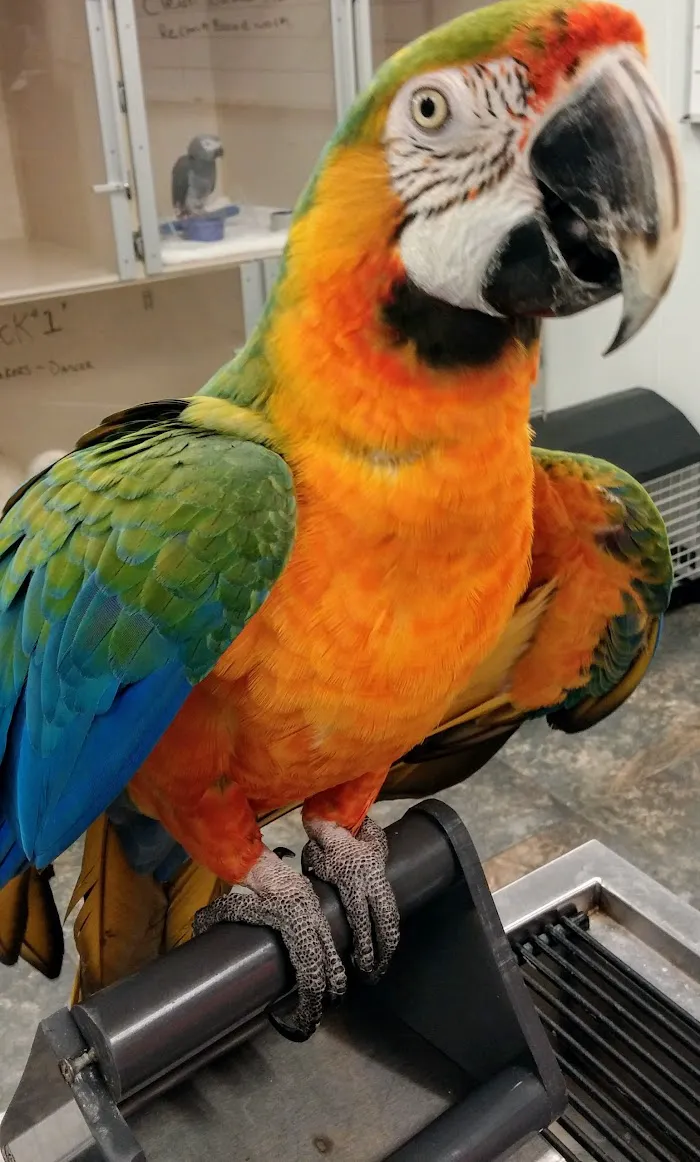 Avian & Exotic Clinic of Palm City 12