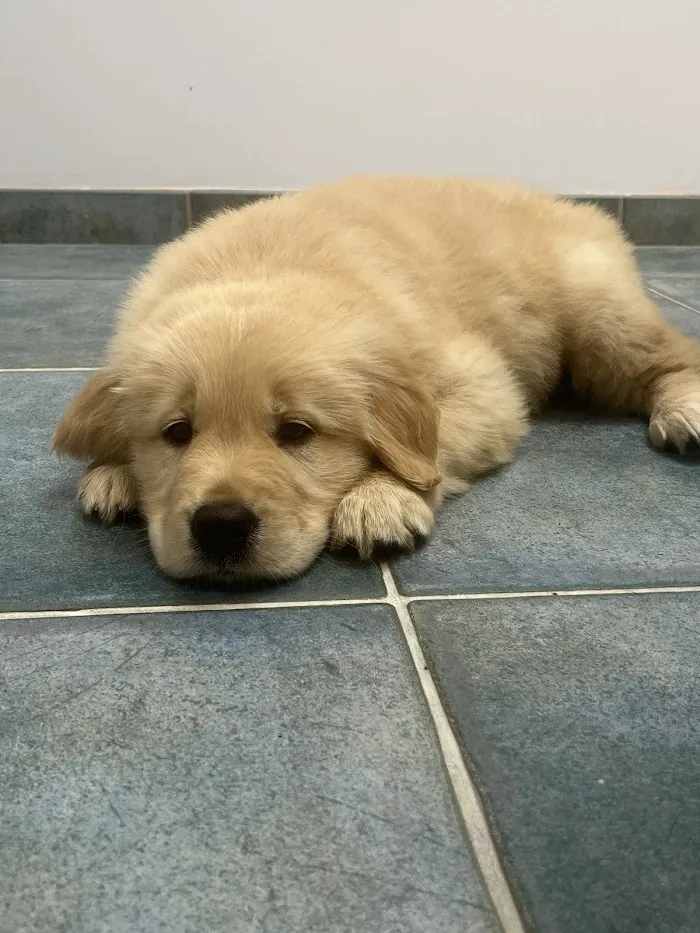 Martin Downs Animal Hospital 8
