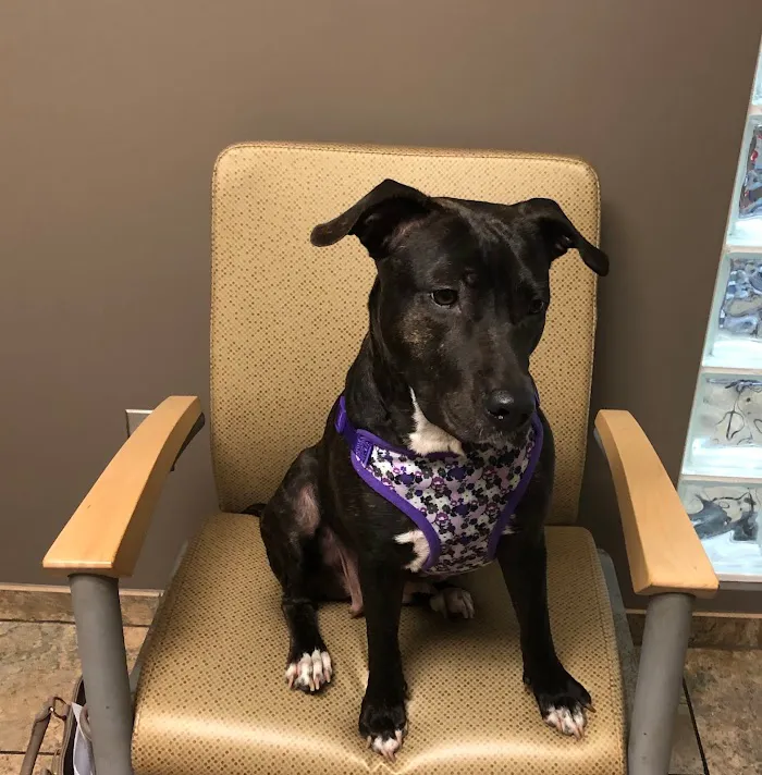 Veterinary Medical Center of St. Lucie County 12