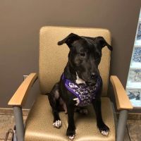 Veterinary Medical Center of St. Lucie County ico