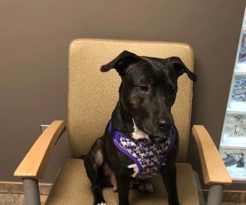 Veterinary Medical Center of St. Lucie County