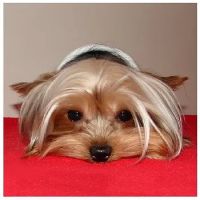 All Creatures Animal Hospital ico