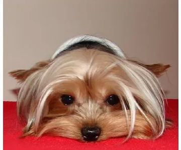 All Creatures Animal Hospital