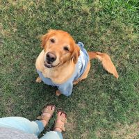 East Coast Veterinary Surgery, LLC ico