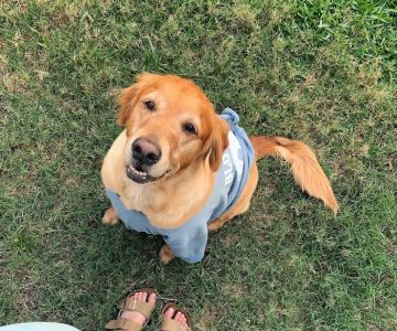 East Coast Veterinary Surgery, LLC